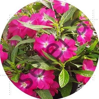 Бальзамин ампельный Harmony Colorfall Fuchsia